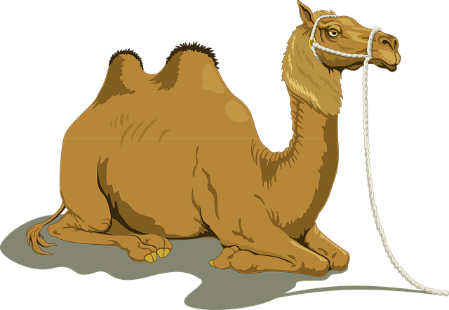 Camel trekking with merzouga morocco tours