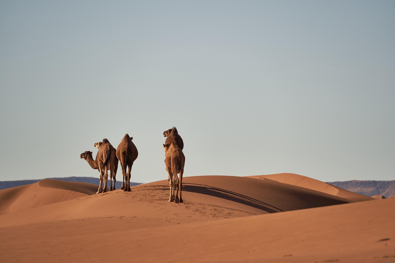 2 Nights camel trekking in desert Merzouga
